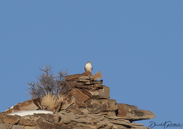 On The Road - Albatrossity - Hovenweep and Chimney Rock 1