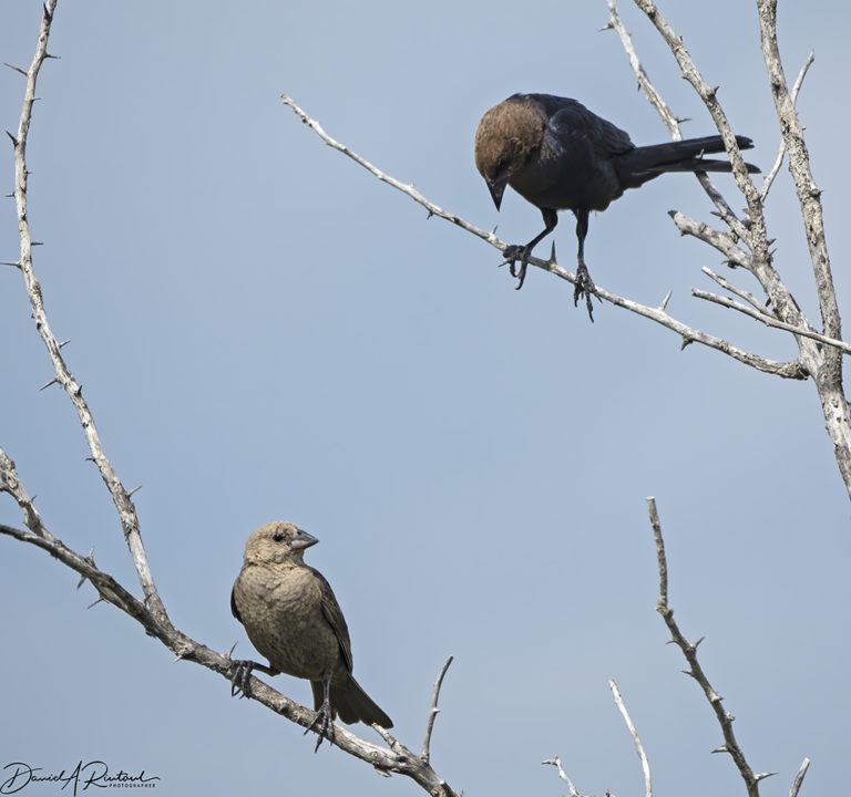 On The Road - Albatrossity - Bird parenting in flyover country 1