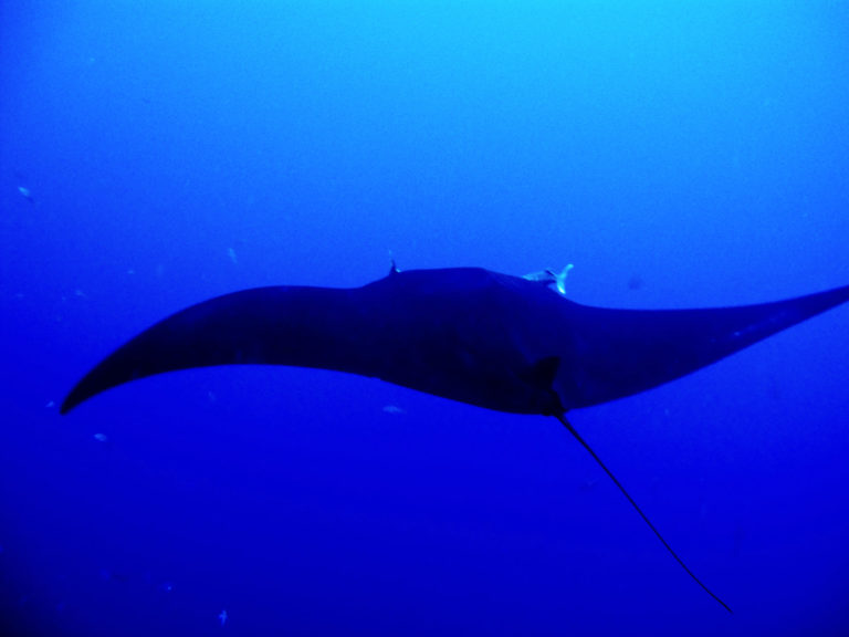 On The Road - lashonharangue - Socorro Island, Mexico 6