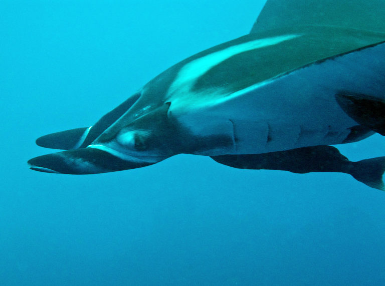 On The Road - lashonharangue - Socorro Island, Mexico 2