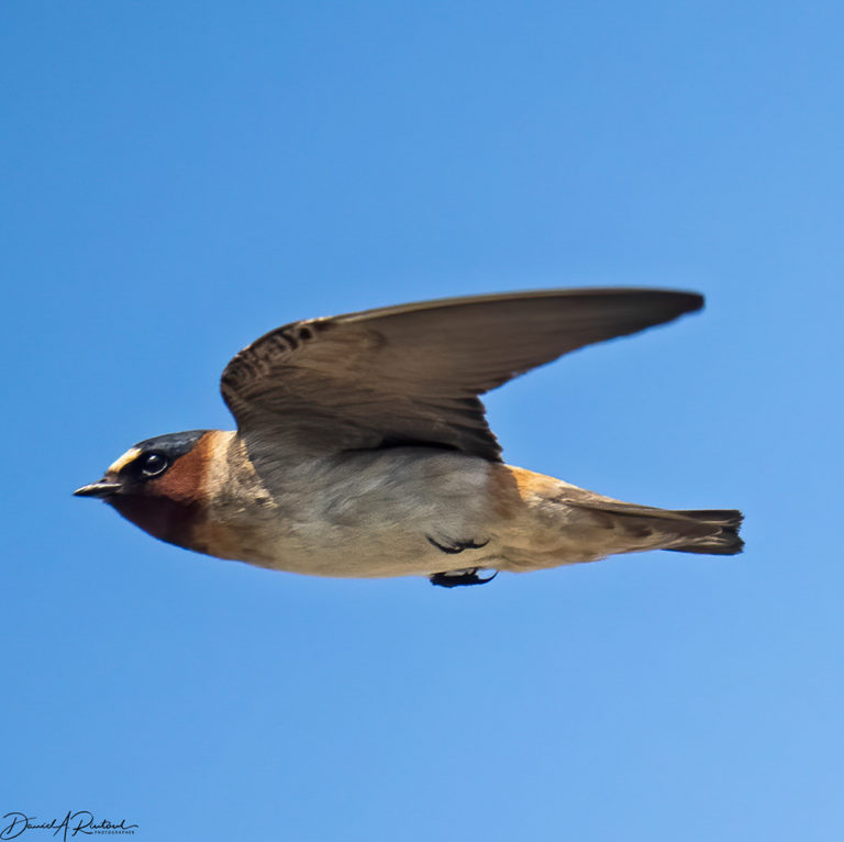 On The Road - Albatrossity - Summer beauty in Flyover Country