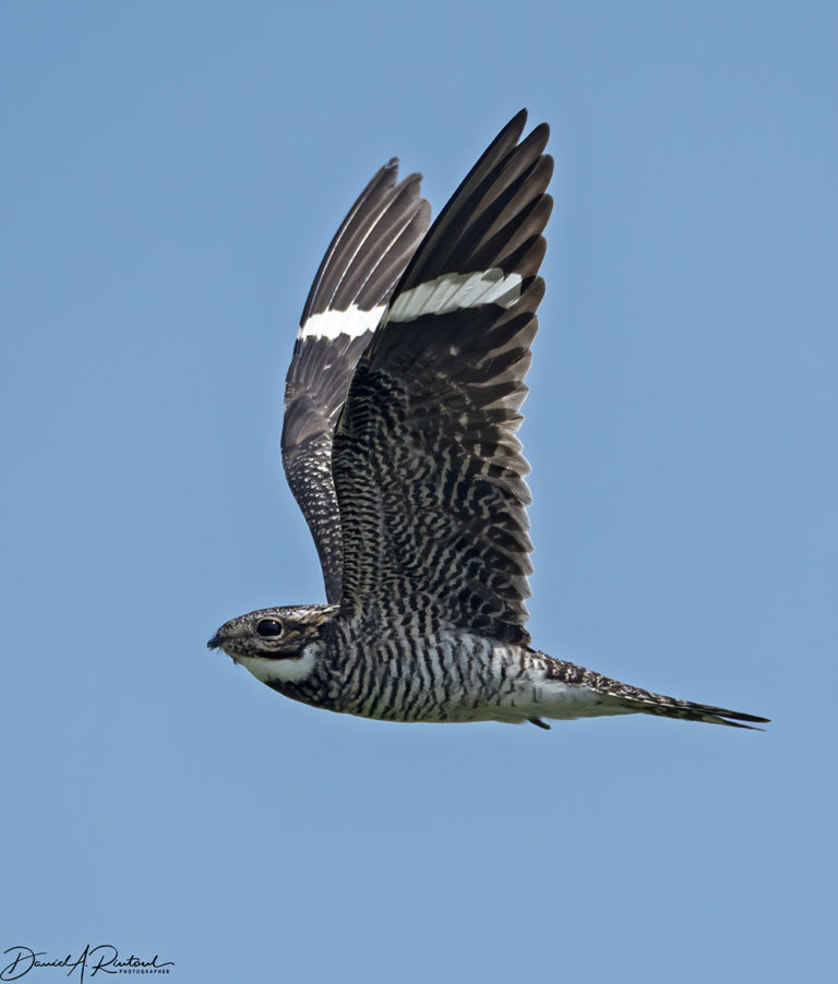 On The Road - Albatrossity - Summer beauty in Flyover Country 1