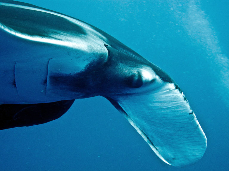 On The Road - lashonharangue - Socorro Island, Mexico 1