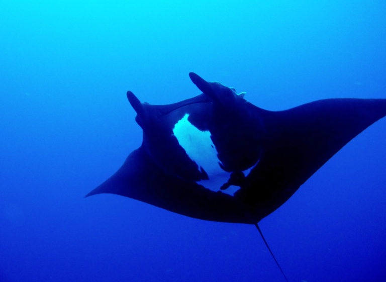 On The Road - lashonharangue - Socorro Island, Mexico 5