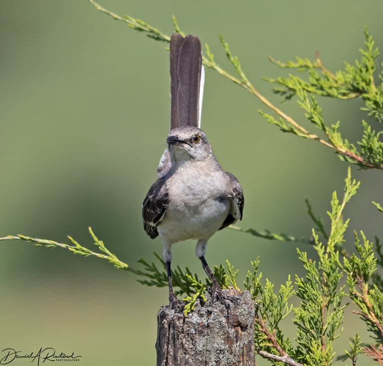 On The Road - Albatrossity - Summer beauty in Flyover Country 5