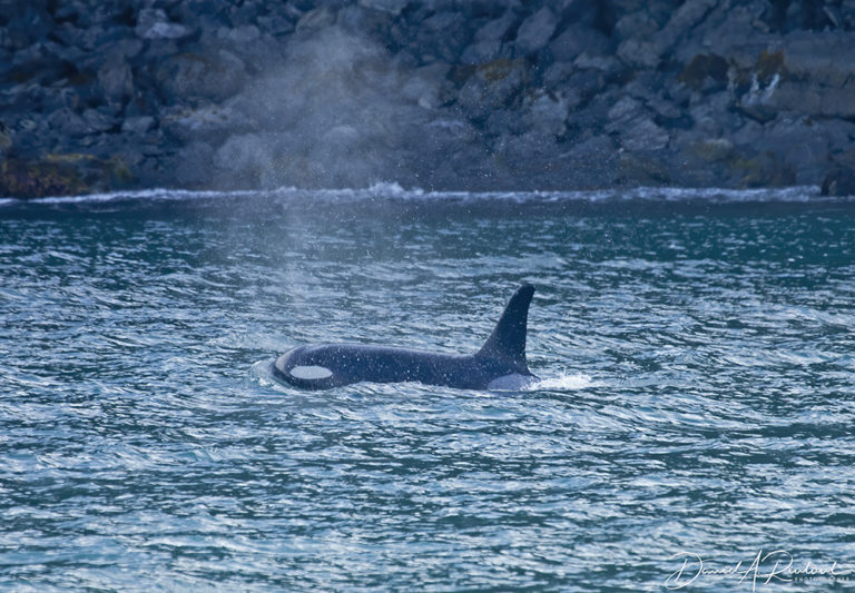 On The Road - Albatrossity - Resurrection Bay, Alaska 4