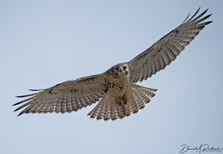 On The Road - Albatrossity - Summer beauty in Flyover Country 3