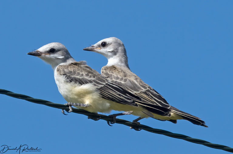 On The Road - Albatrossity - Bird parenting in flyover country 5