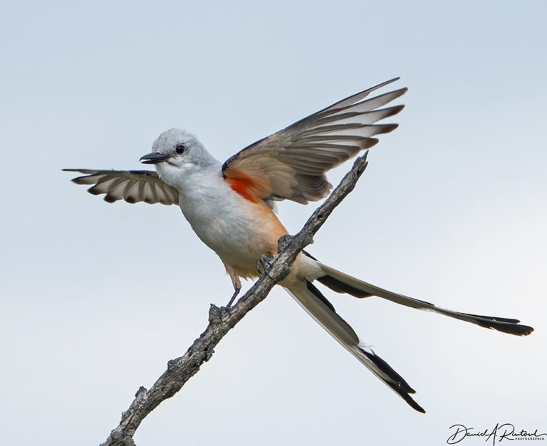 On The Road - Albatrossity - Bird parenting in flyover country 7