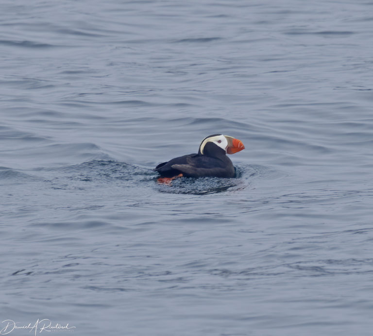 On The Road - Albatrossity - Resurrection Bay, Alaska