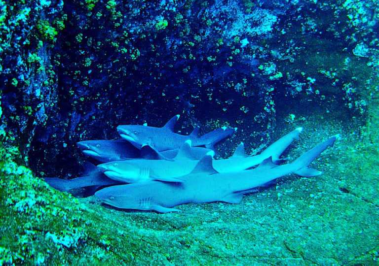 On The Road - lashonharangue - Socorro Island, Mexico