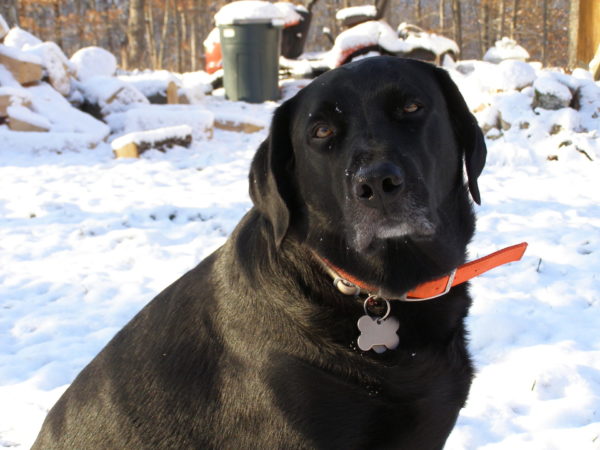 Furry Friends: OzarkHillbilly and His Beloved 4-Footed Friends 1