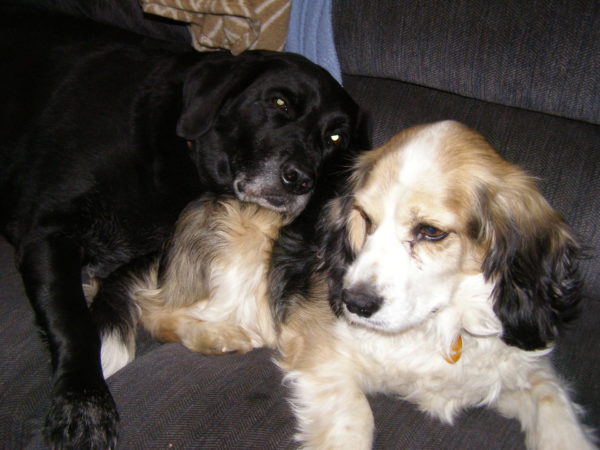 Furry Friends: OzarkHillbilly and His Beloved 4-Footed Friends