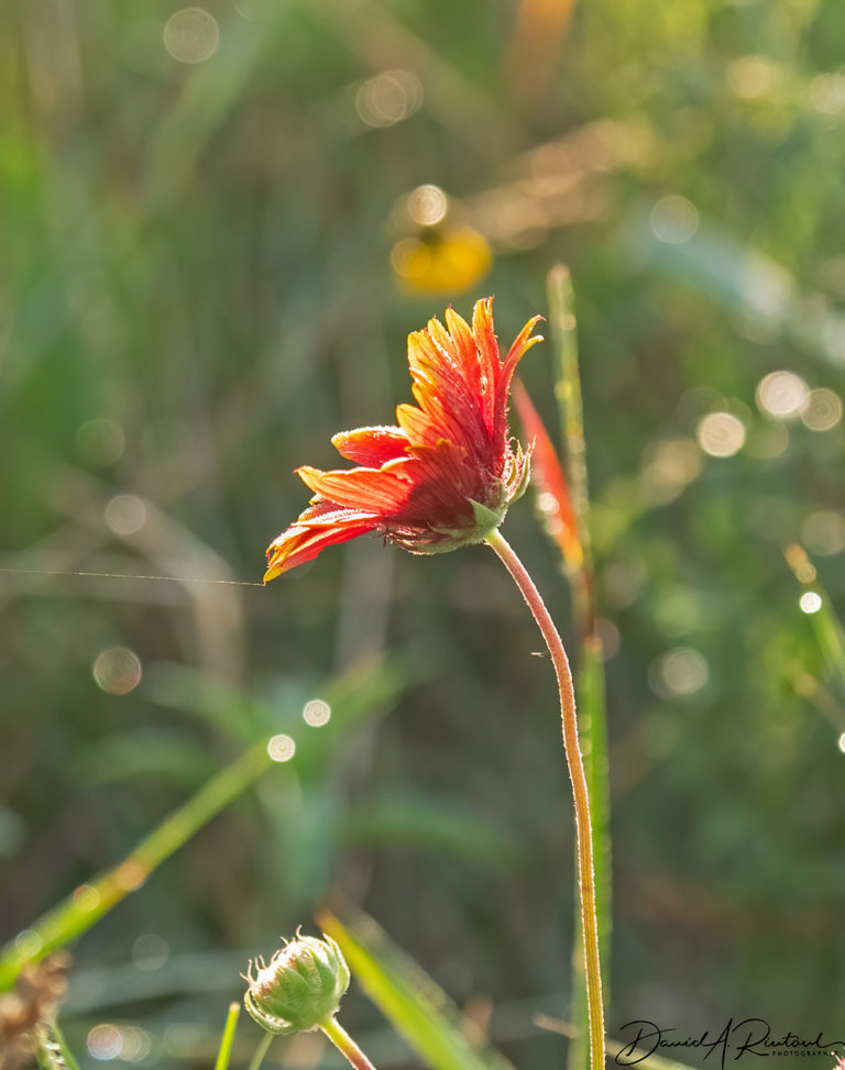 yellow bird flower