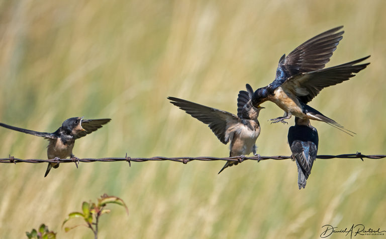 On The Road - Albatrossity - The Sandhills of Nebraska 5