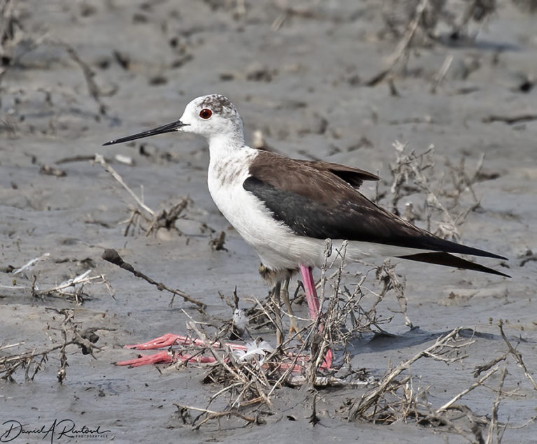 On The Road - Albatrossity - Caves and Birds in France, part 1 4