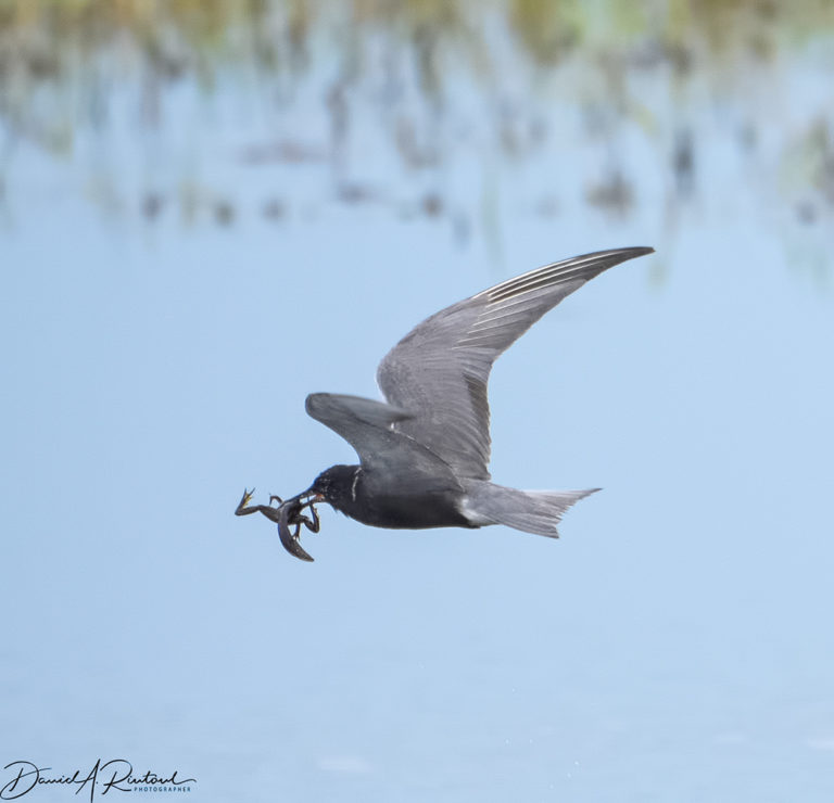 On The Road - Albatrossity - The Sandhills of Nebraska 6