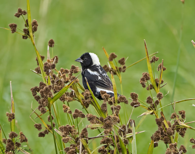 On The Road - Albatrossity - The Sandhills of Nebraska 1