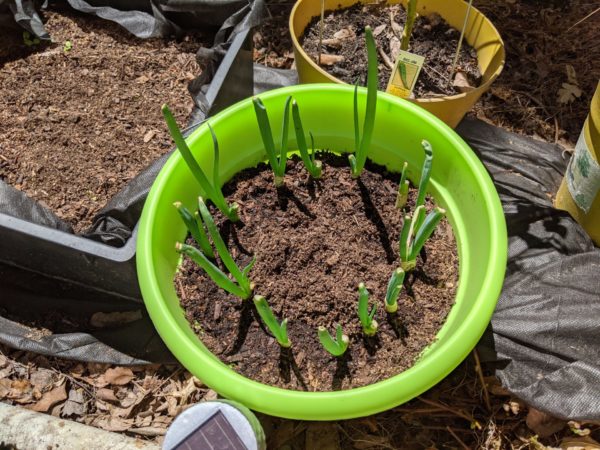 Breathing Room - Homesteading Edition