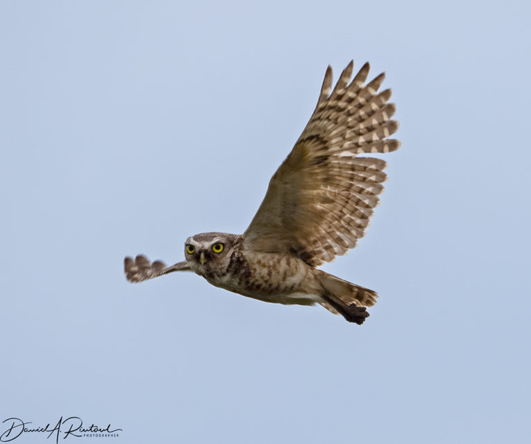 On The Road - Albatrossity - The Sandhills of Nebraska 3