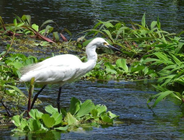 Check out this bird...