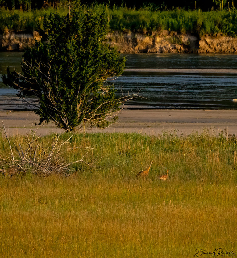 On The Road - Albatrossity - Sandhills of Nebraska - continued 6