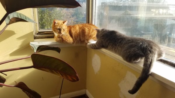 Furry Friends: Dan B and His Kitties 4