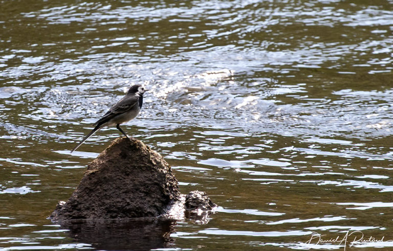 On The Road - Albatrossity - Caves and Birds in France, part 2 2