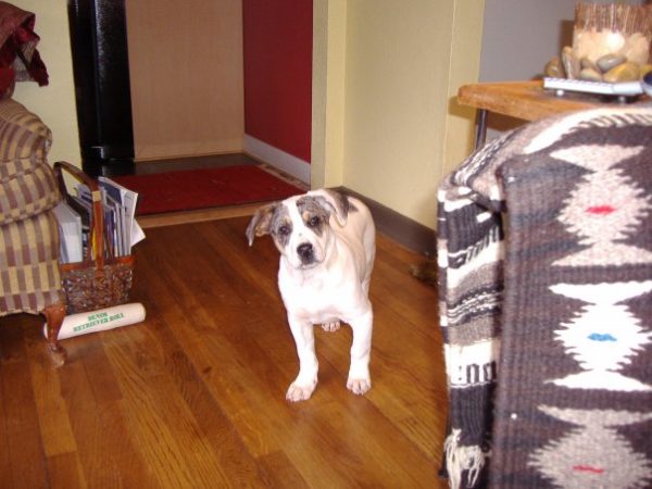 RIP Huck, the GOODEST DOG, 2005-2020 2
