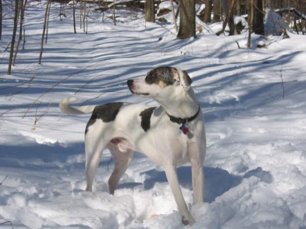 RIP Huck, the GOODEST DOG, 2005-2020 6