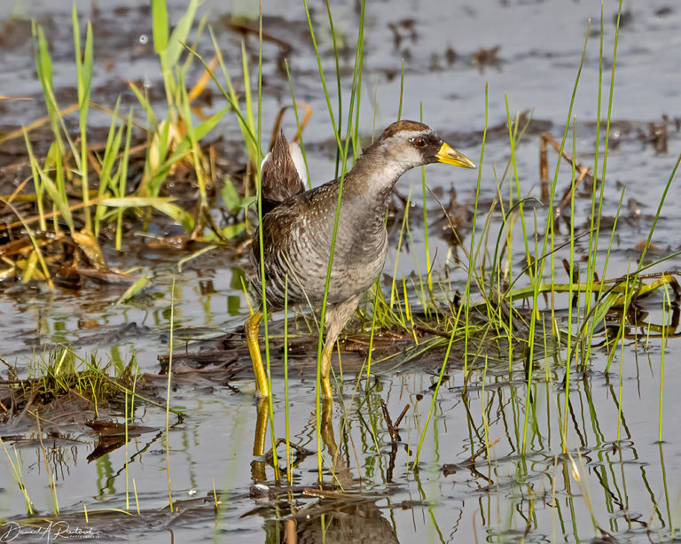 On The Road - Albatrossity - The Sandhills of Nebraska 4