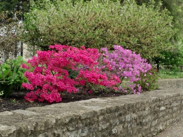 Sunday Morning Garden Chat: Azaleas 5