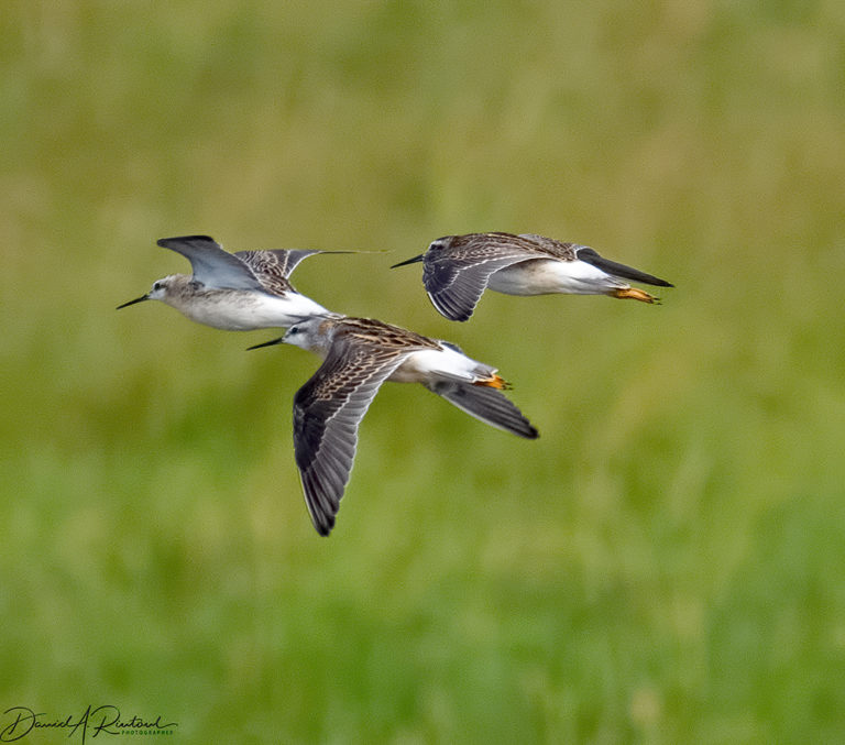 On The Road - Albatrossity - Sandhills of Nebraska - continued 4