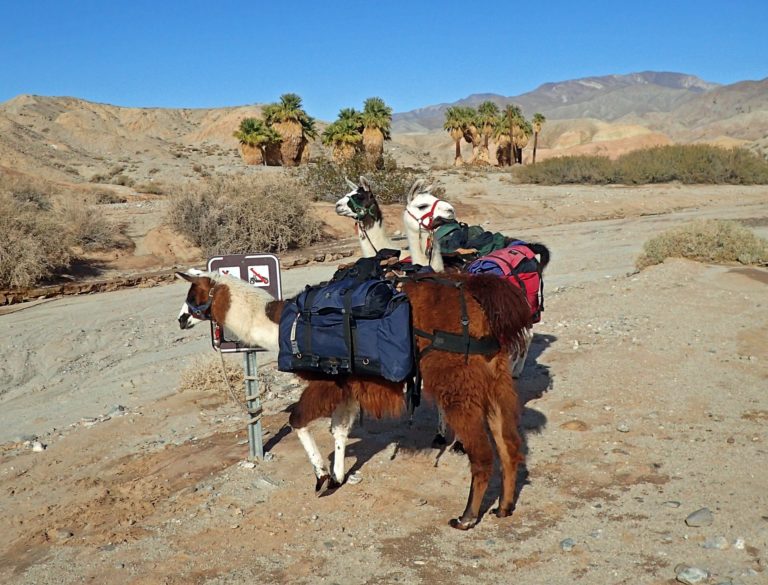 On The Road - lashonharangue - Anza-Borrego Desert SP, CA 5