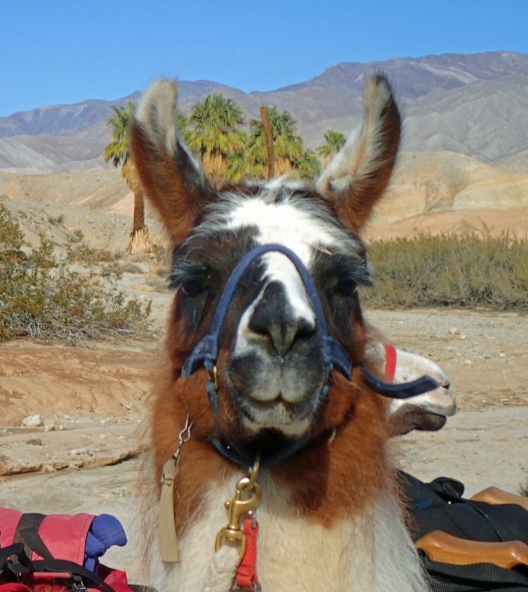 On The Road - lashonharangue - Anza-Borrego Desert SP, CA 4