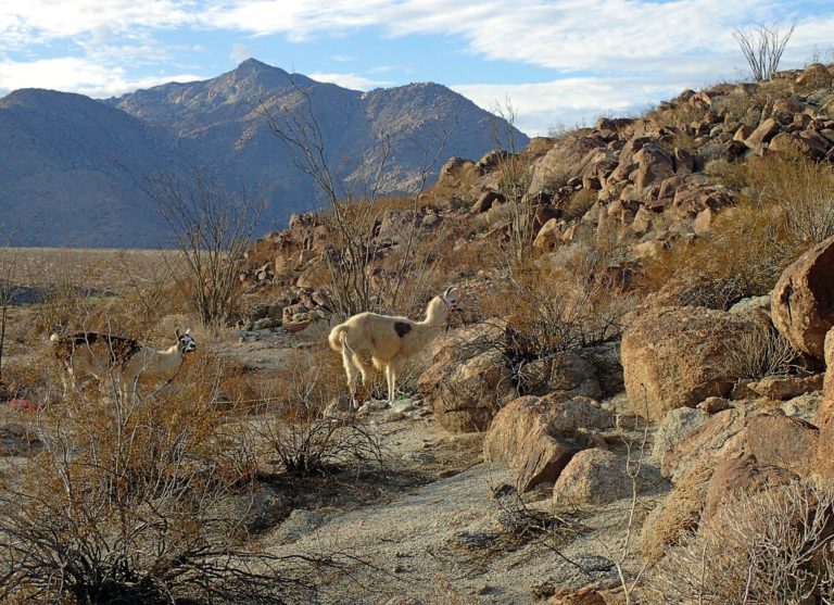 On The Road - lashonharangue - Anza-Borrego Desert SP, CA 2