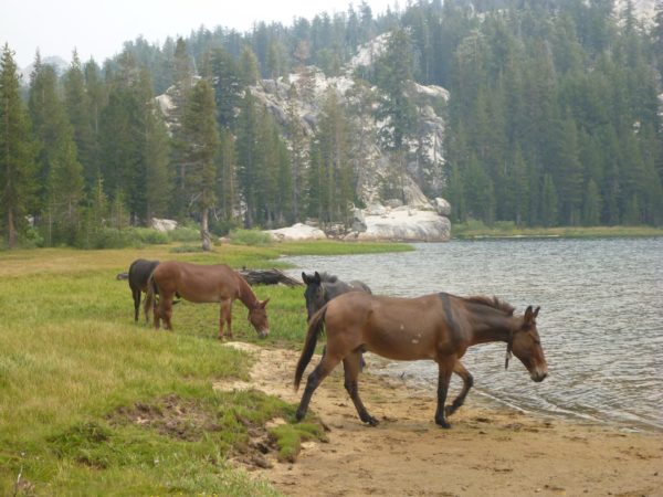 On The Road - way2blue - Emigrant Wilderness, Stanislaus National Forest, High Sierras 3