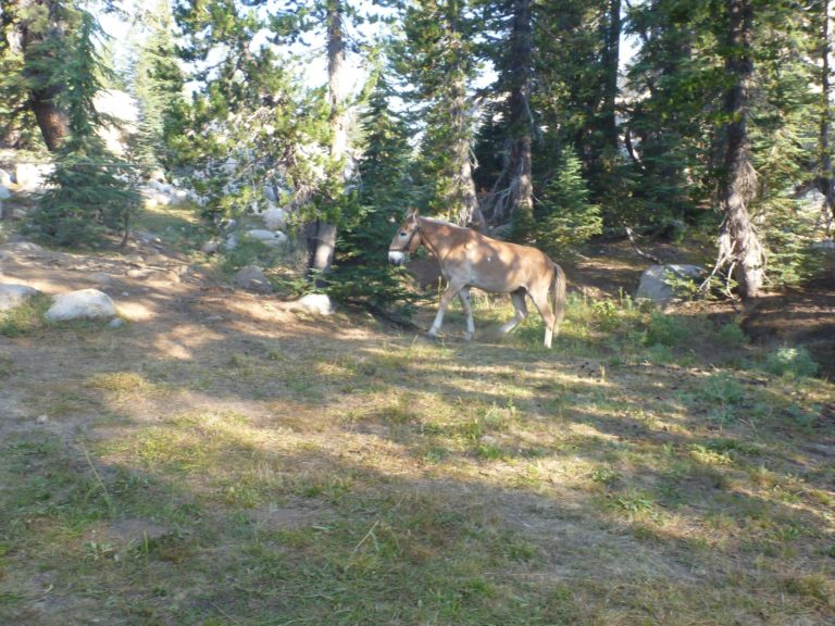 On The Road - way2blue - Emigrant Wilderness, Stanislaus National Forest, High Sierras 2