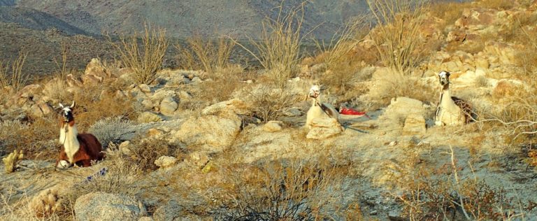 On The Road - lashonharangue - Anza-Borrego Desert SP, CA