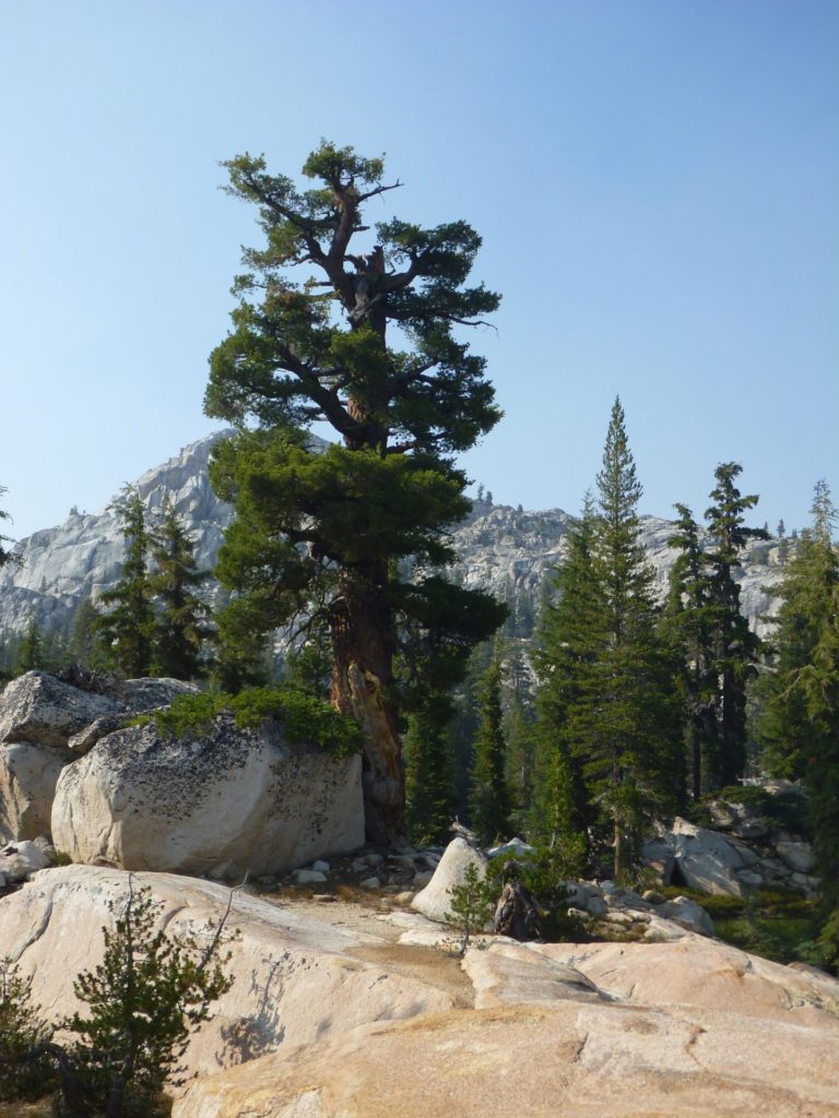 On The Road - way2blue - Emigrant Wilderness, Stanislaus National Forest, High Sierras 1