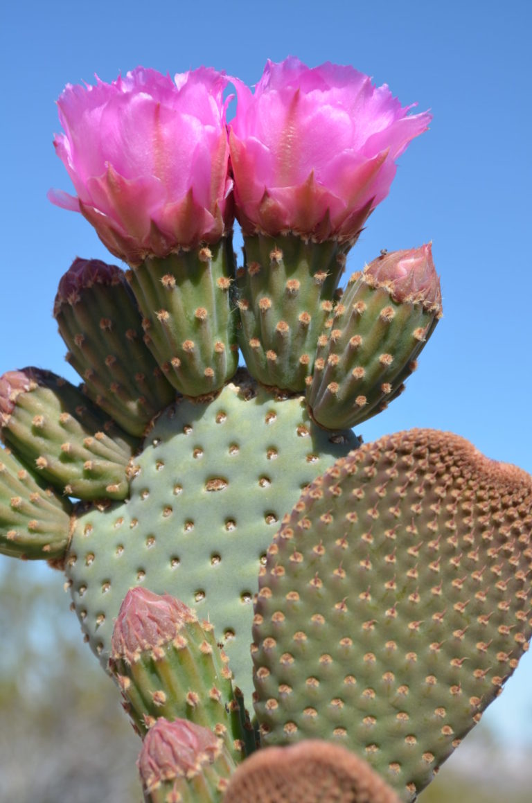 On The Road - dmbeaster - Joshua Tree National Park 5