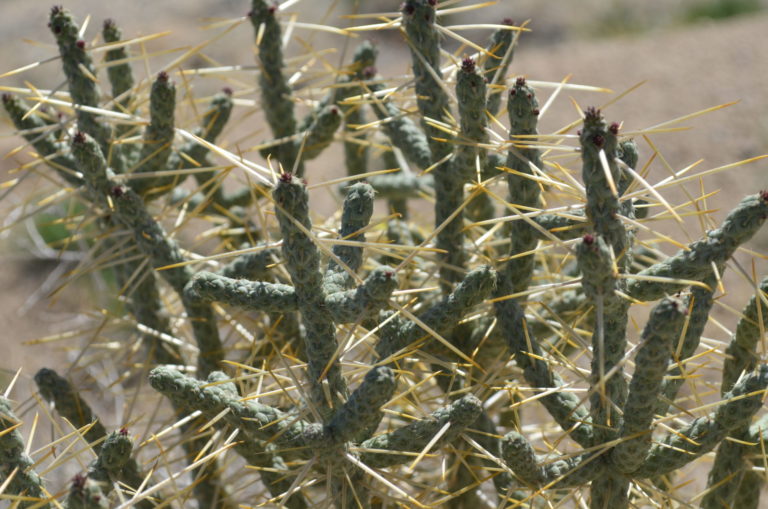 On The Road - dmbeaster - Joshua Tree National Park 4