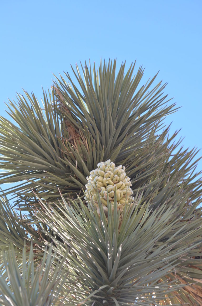 On The Road - dmbeaster - Joshua Tree National Park 7