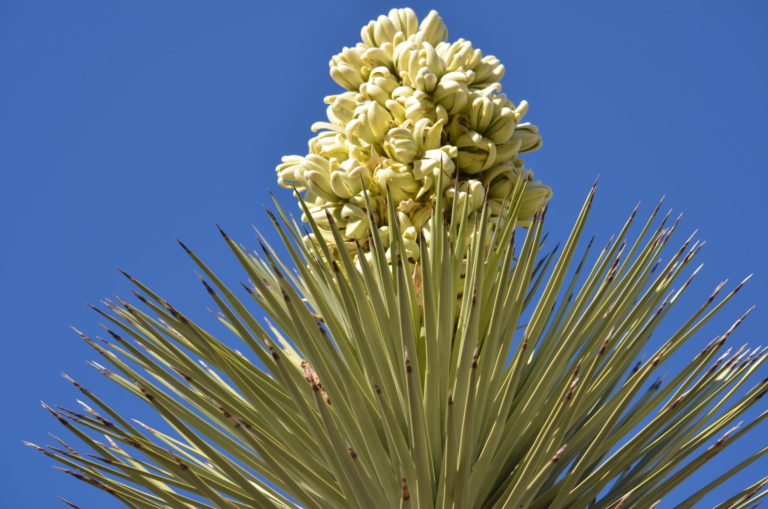 On The Road - dmbeaster - Joshua Tree National Park 6