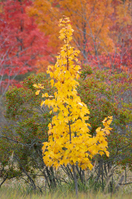 On The Road - Dagaetch - Acadia National Park 5