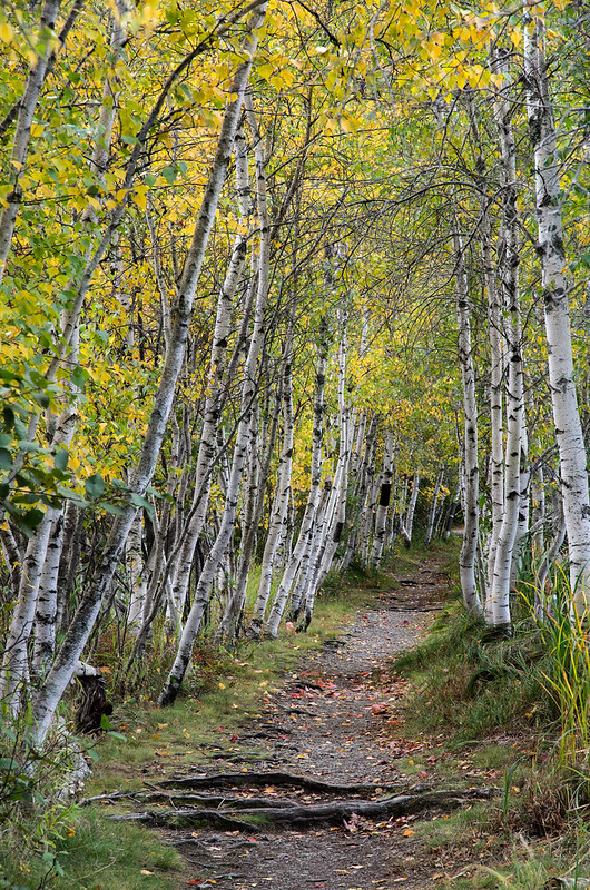 On The Road - Dagaetch - Acadia National Park 6