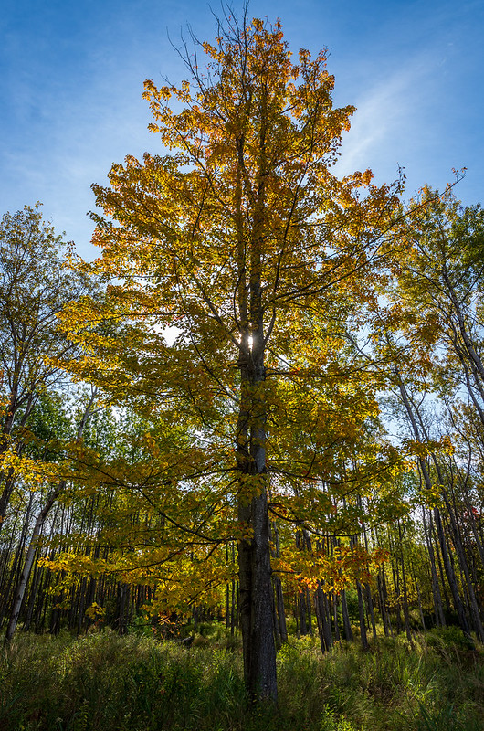 On The Road - Dagaetch - Acadia National Park 3