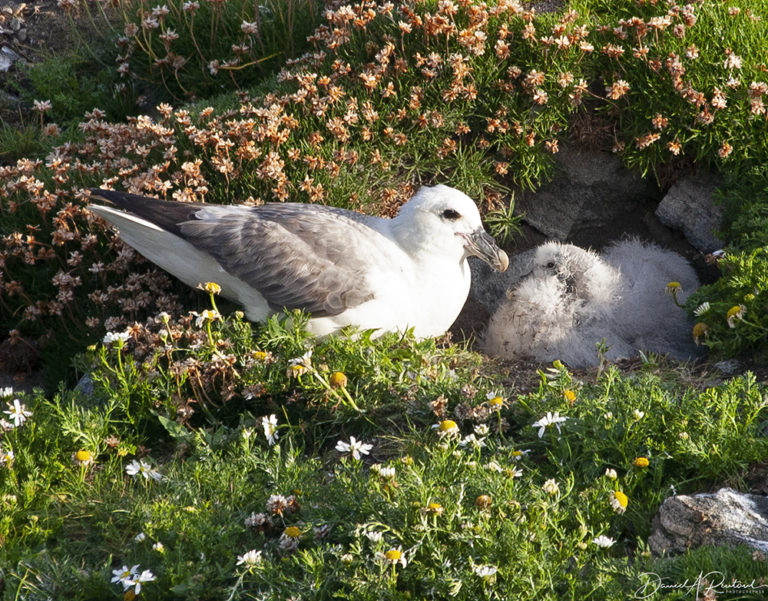 On The Road - Albatrossity - Summertime in Scotland - #4 1