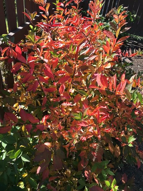 Sunday Morning Garden Chat: Fall Colors