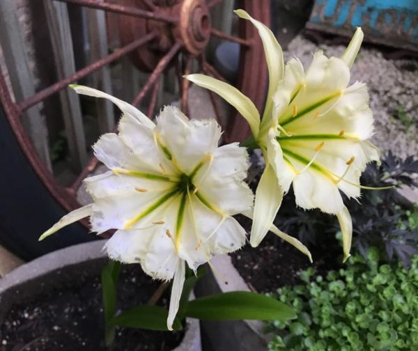 peruvian daffodils